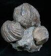 Platystrophia Brachiopod Fossils #5766-2